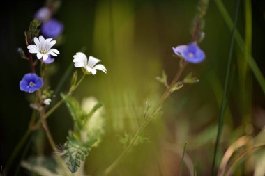 Stellaria holostea And Veronica. meadow flowers. Close up, small white flowers of common chickweed, Stellaria media and blue germander speedwell, bird's-eye speedwell, Veronica chamaedrys. Europe clipart