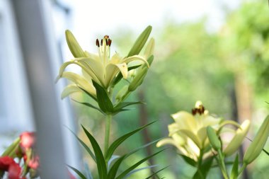 Lilium. Beyaz zambak tarlası. Güzel zambak çiçeği, yakın plan. Bahçedeki çiçek tarhında narin beyaz zambaklar. Çiçek arkaplanı. Bulanık yeşil arka plan. Yaz bahçesi