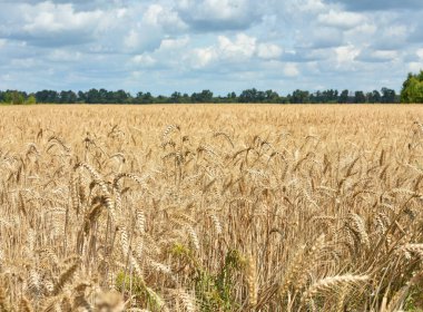 Tarlada altın buğday başakları. Tarlanın sarı arka planında olgunlaşmış altın buğday kulakları. Doğa. Zengin bir yaz hasadı, tarım ve tarım endüstrisi fikri..