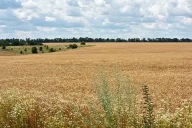 Tarlada altın buğday başakları. Tarlanın sarı arka planında olgunlaşmış altın buğday kulakları. Doğa. Zengin bir yaz hasadı, tarım ve tarım endüstrisi fikri..