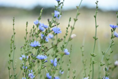 Hindiba. Güzel çayır çiçeği. Işıkta izole edilmiş mavi hindiba çiçeği doğal arkaplanı bulanıklaştırıyor. Narin mavi kır çiçeği. Yakın plan. Doğal makro fotoğraf. Metin için boşluk. yumuşak odak