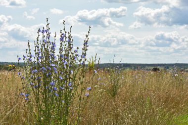 Hindiba. Güzel çayır çiçeği. Işıkta izole edilmiş mavi hindiba çiçeği doğal arkaplanı bulanıklaştırıyor. Narin mavi kır çiçeği. Yakın plan. Doğal makro fotoğraf. Metin için boşluk. yumuşak odak