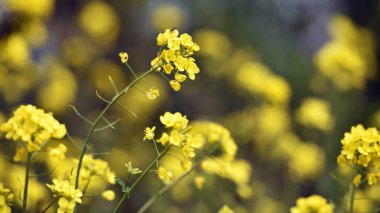 Tecavüz tohumu. Brassica napus. Güneşli yaz gününde çiçek açıyorlar. Sarı çiçek, bulanık doğal arka planda izole edilmiş. Avrupa 'da ya da Asya' da tarım. Çiçekli arka plan, yakın plan. yumuşak odak