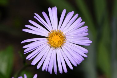 Papatya çiçeği. Aster Alpinus 'un ıslak menekşe çiçeğini yakından çek. Paskalya ya ya da mavi alp papatyası, bahçede, üst manzara, bokeh. Doğanın güzelliği. Çiçek tarlasında çiçek. koyu bir arkaplanda izole edilmiş