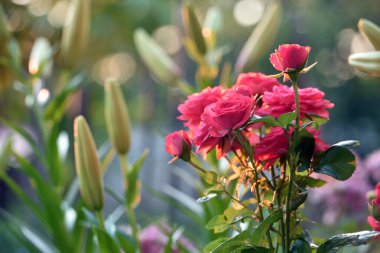 Pembe gül çiçeği. Bahçedeki çalılıkta kırmızı güller, yakın plan. Bir buket çiçek. Doğanın güzelliği, narin çiçekler, hediye olarak bir buket gül. Aşkın sembolü. gül bahçesi