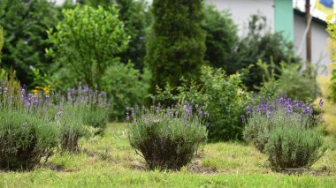 Lavandula. Mavi lavanta çiçekleri. Lavandula angustifolia, bir demet çiçek, mor leylak kokulu çiçek yeşil bokeh arka planda, seçici odak.