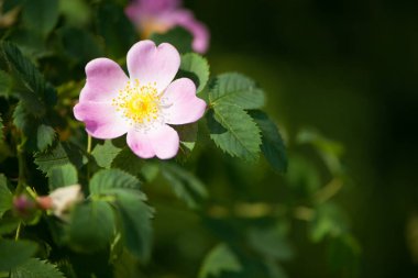 Çok güzel bir gül çiçeği. Yaklaş. Rosehip, Rosa canina hafif pembe çiçekler dallarda çiçek açıyor, güzel yabani çalılar. Rosa Woodsii, orman ya da kapalı alan gülü olarak bilinen bir çeşit gül kalçası. metin