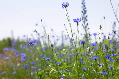 Mısır çiçeği, Centaurea siyanus nadir bulunan Arable Fields çiçeği. Mavi kır çiçekleri, doğal çiçek arkaplanı. Vahşi çiçekler, yakın plan, bulanık arka plan. Yaz çayırı çiçeği, güzel mavi çiçekler..