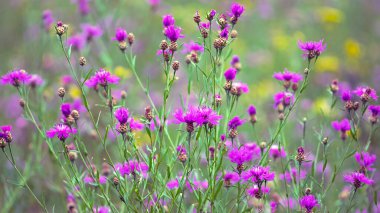 Centaurea jacea. Knapweed 'e yakın çekim. Yeşil yapraklardan oluşan bir arka planda mor parlak çiçek. Güzel bir botanik çiçeği geçmişi var. Yeşil çimenlikteki parlak kır çiçeklerinin çiçekli arka planı