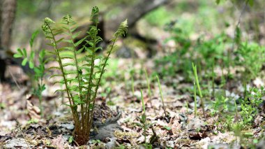 Renkli eğreltiotu yaprakları yeşil yapraklar güneş ışığında doğal çiçek eğreltiotu arkaplanı. Yeşil eğreltiotu yaprakları ormandaki arka plan için. Doğal yeşil eğreltiotu yaprakları ormandaki dokuyu kapatır.