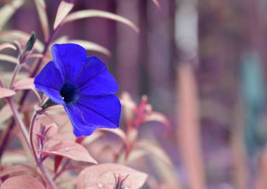 Güzel mavi çiçek. Bahar parkında çiçekler. Bir kır bahçesinde bitkiler. Güzel çiçekler, yaz bahçesindeki çiçek tarhı. Mavi çiçekler. Nadir, sıra dışı bir renk. Çiçek açıyor, yakın plan.