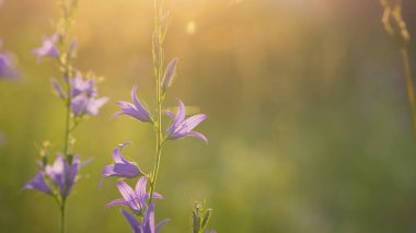 Campanula. Mor çiçek, batan güneşin ışınlarında çanlar. Kalın otların arasında çan çalıyor. Güzel, narin bir çiçek, yakın plan. Çiçekli arka plan, akşam vakti. Vahşi yaşam, çiçek mevsimi, bahar