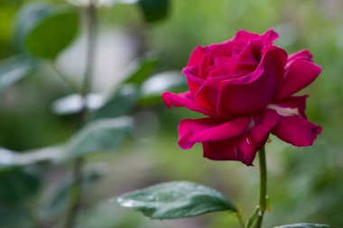 Kırmızı gül çiçeği arkaplanı. Bahçedeki çalılıkta kırmızı güller. Koyu yeşil arka planda kırmızı gül yaprakları. Kırmızı gül, kara büyü. yakın plan