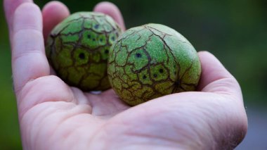 Juglans Rejimi. Ceviz elimizde. Bir adamın elinden tutulan iki fındık. Yeşil kabuklu. Sert fındık, yakın plan. Vejetaryenlik ve diyet. Doğanın armağanları, lezzetli sağlıklı meyveler. Kralın delisi. doğal arkaplan