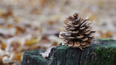 Bir kütüğün üzerinde Noel ağacı olan çam kozalağı. Çam ağacı ormanında çam kozalağı. makro fotoğraf, mesaj için boşluk. Doğal arka plan, sonbahar zamanı, yakın plan. Yaşlı kütük, yeşil yosun.