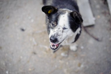 sick stray dog on the street. animal care concept, homeless problem, veterinary medicine, volunteer assistance. kind, playful animal. black and white dog asks for food. close-up clipart