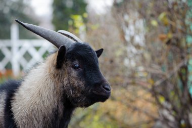 Siyah keçi portresi. Yakın plan. Capra. Siyah-gri keçi, yerli keçi. Mandıra, hayvan çiftliği. Sevimli vahşi hayvan, boynuzlu erkek keçi. yana bak, yana bak.