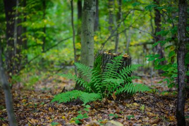Polypodiophyta. Yeşil eğrelti otu yaprakları. Orman eğreltiotu ağaçların arasında büyüdü. Yeşil yosun, yaşlı ağaç kütüğü. Parktaki eski bir ağaçta yetişen eğreltiotu bitkisi. Yaz ya da sonbahar, doğal arka plan