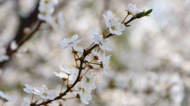Prunus avium. Oryantal kiraz. Bahçedeki ağaçta beyaz bahar çiçekleri. Kiraz çiçekleri. Daldaki narin çiçekler. Doğal arka plan. Bahar ayini fikri. Yakın plan. odaklan