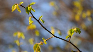 Arka planda taze yeşil yaprakları olan dallar. İlk bahar yaprakları, tomurcuklar ve dallar. Doğa kıştan sonra canlanır. Çalılıklarda taze yapraklar. Küçük yeşil yapraklar çiçek açar. yakın plan