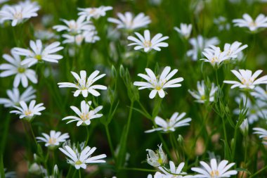 Stellaria sanal çayı. Tavuk otunun narin orman çiçekleri, Stellaria holostea ya da Echte Sternmiere. Çiçek arkaplanı. Doğal yeşil arka planda beyaz çiçekler. yakın plan