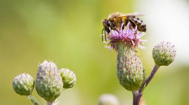 Pembe dikenli bir çiçeğin üzerindeki bir arı nektar toplar. Yakın plan, dikenli mor dikenli devedikeni ve arı çiçeği çiçeği. Arı açık yeşil arka planda polen topluyor. Avrupa bal arısı
