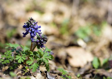 Corydalis Soda. Küçük narin bahar çiçekleri. Ormanda mor bir çiçek, yakın plan. Doğal altyapı, Bokeh. Ormanda ilkbahar. Rostosu sıkıştırılmış, bitkisel halk ilaçları..