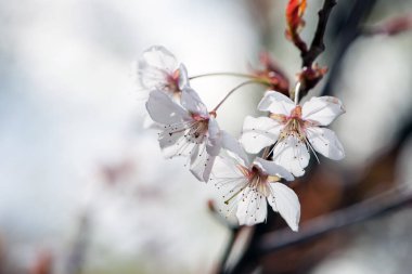Prunus avium. Oryantal kiraz. Bahçedeki ağaçta beyaz bahar çiçekleri. Kiraz çiçekleri. Daldaki narin çiçekler. Doğal arka plan. Bahar ayini fikri. Yakın plan. odaklan