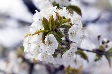 Prunus avium. Beyaz oryantal kiraz. Bahçedeki ağaçta beyaz bahar çiçekleri. Kiraz çiçekleri. Doğal arka plan. Bahar ayini fikri. Odaklan. Narin çiçekler, doğanın güzelliği