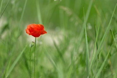 poppy. delicate petals of red poppy in the sun. background with red poppy flower. Beautiful red poppy flower isolated on a light background in green grass. wild flower, beauty in nature. close-up clipart