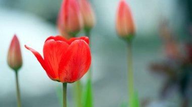 Lale. Kırmızı lale tomurcuğu. Çiçek yetiştirme kavramı. Açmaya hazır. Şenlikli bahar arkaplanı. Çiçek tarlasında çiçekler, laleler. Mesaj için yer var, yakın plan. Bahçede bahar çiçekleri