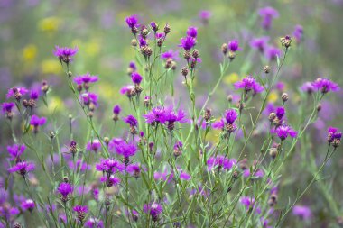 Centaurea jacea. Knapweed 'e yakın çekim. Yeşil yapraklardan oluşan bir arka planda mor parlak çiçek. Güzel bir botanik çiçeği geçmişi var. Yeşil çimenlikteki parlak kır çiçeklerinin çiçekli arka planı