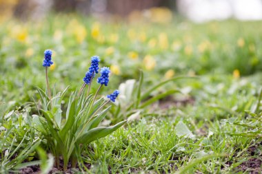 Muscari. Çan şeklinde mavi çiçekler, beyaz bir püsküllü, Muscari armeniacum yeşil bazal yapraklarla çevrili, yakın çekim. Ermeni üzümü sümbülü ya da bahçe üzümü sümbülü, kuşkonmaz olarak bilinir..