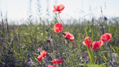 Kırmızı gelincikler, narin çiçekler, bahar ya da yaz manzarası. Yeşil çimenlikteki gelincikler güneşin altındaki bir tarlada. Güzel manzara, doğal arka plan. Yabani çiçekler. yumuşak odak, yakın çekim