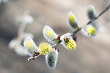 Arı, sarı bir bahar çiçeğinde polen toplar. Sarı bahar çiçekli söğüt dalı. Baharda narin söğüt çiçekleri. Arıların polen toplamak için aktif çalışmaları. Bir sürü polen ve nektar.