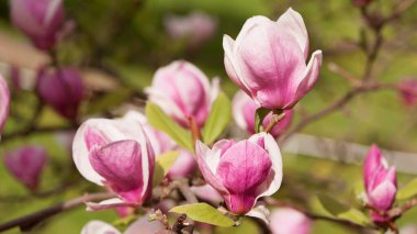 Manolya. Bahar manolyası çiçekleri, doğal soyut yumuşak çiçek arkaplanı. Güzel çiçekler, narin manolyalar, bahçede ya da parkta. Yeşil doğal arka planda pembe çiçek. yakın plan