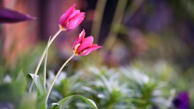 Lale çiçeği. Yeşil otların arka planında gün ışığında açan, lale bahçesindeki bir çiçek. Çiçekli arka plan, güzel lale yakın plan. Narin bahar çiçeği. Kır çiçekleri. Doğanın güzelliği