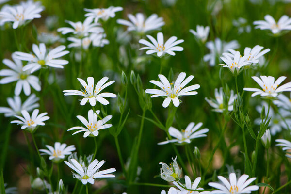 Stellaria holostea. delicate forest flowers of the chickweed, Stellaria holostea or Echte Sternmiere. floral background. white flowers on a natural green background. close-up