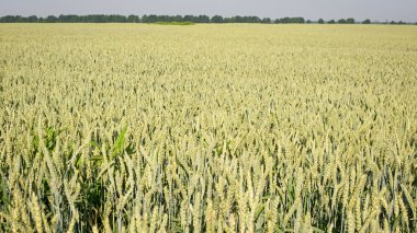 Genç buğday kulakları güneş ışığıyla aydınlatılır. Buğday başaklarının muhteşem şekli. Tarım alanında iyi hasat kavramı. Yeşil dikenler. Çavdar viskisi, yakın plan. Doğal arka plan. seçici odak