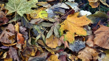 Güzel bir sonbahar ormanında yerdeki kuru yapraklar. Sonbahar geçmişi, ormanda ya da parkta düşen yapraklar. Grove. seçici yumuşak odaklanma. Sonbahar renkleri, güzel mevsim. Sonbahar sezonu, ilk dondurmalar.