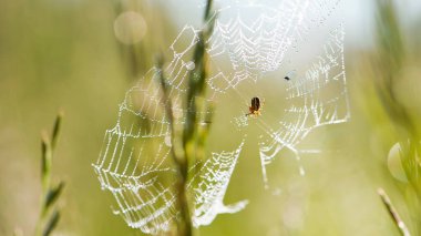 Araneus. Örümcek savaşçısı. Şafak vakti sisli çayırlarda çiğ damlalarıyla parlayan örümcek ağı, doğanın dingin güzelliğini yakalıyor. Çiçek açan çimlerle yeşil çayırlarda yaz şafağı.