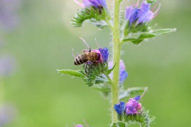 Bir arı, doğada mavi çiçekler üzerinde bal toplar. Böceklerin makro fotoğrafı. Narin çayır çiçeği. Avrupa bal arısı. Bitkilerin doğadaki tozlaşması. Bahar zamanı