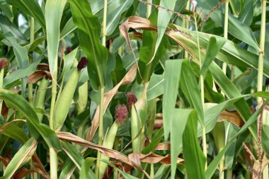 Mısır ve yeşil yaprakların kulakları yakın plan çekimde. Mısır çiftliği. Organik mısır tarlasında seçici bir mısır koçanı resmi. İyi hasat, tarım kavramı. tarım arazisi