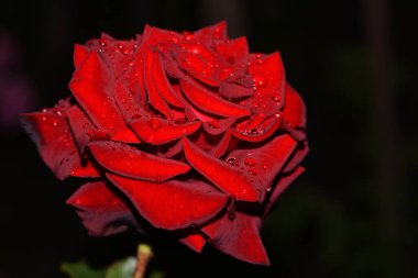 Çiçek açan kırmızı gül koyu bir arka planda izole edilmiş. Büyük güzel bahçe çiçeği yağmurdan sonra ıslak kırmızı gül, çiy damlaları. Tatil için çiçekler, makro, çiçekli arka plan. Kırmızı gül buketi