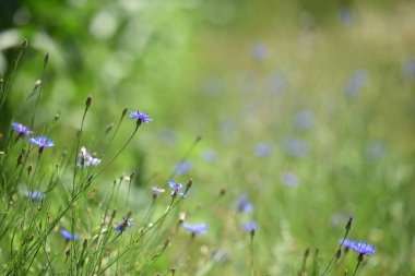 Centaurea siyanus. Çiçek. Mavi kır çiçekleri, doğal çiçek arkaplanı. Vahşi kır çiçekleri, bulanık arka plan. Yazın çayır çiçeği, maviler içinde güzel çiçekler açar. Doğanın mevsimsel güzelliği