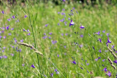 Mor çan çiçeği, Campanula Rapunculoides kır çiçeği. Çok güzel, narin bir çiçek çanı. mor parlak çanlar. Bahçede, çayırda güneşli bir resim. Çiçek arkaplanı