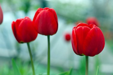 Tulipa. Kırmızı laleler. Bahçedeki bir çiçek tarlasında açan güzel çiçekler. Hassas kırmızı laleler. Çiçekli tatil geçmişi. Bahar çiçekleri, kız arkadaşına bir hediye, yakın plan, bokeh.