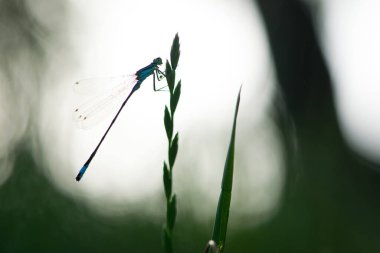Coenagrion Mercurale 'de. Bir yusufçuk çiviye oturur. Bir tarla bitkisindeki küçük mavi yusufçuk. İlkbahar ya da yaz. Küçük yırtıcı. Sonbahar arkaplanı. makro doğa, böcek yakın plan, bokeh