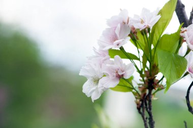 Sakura. İlkbaharda Kiraz Çiçeği. Güzel Pembe Çiçekler. Çiçekli bahar arkaplanı. Japon kirazı. Doğal yeşil arka planda pembe çiçekler. Hassas sakura çiçekleri, yakın plan. yumuşak odak