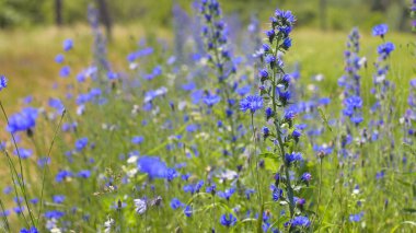 Echium vulgare. beautiful wildflowers. blue flowers, summer floral background. close-up. bokeh. beautiful nature. blooming meadow in sunny weather clipart